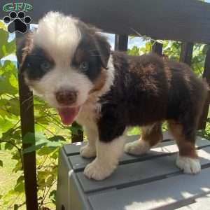 Coco, Australian Shepherd Puppy